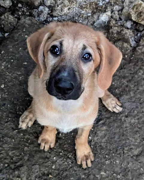 Adorabile cucciola in adozione | Foto 1