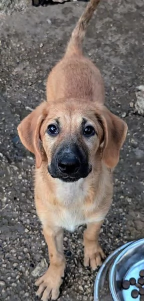 Adorabile cucciola in adozione