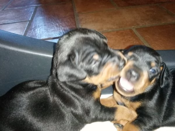 Zwergpinscher femmina nero focato con pedigree  | Foto 6