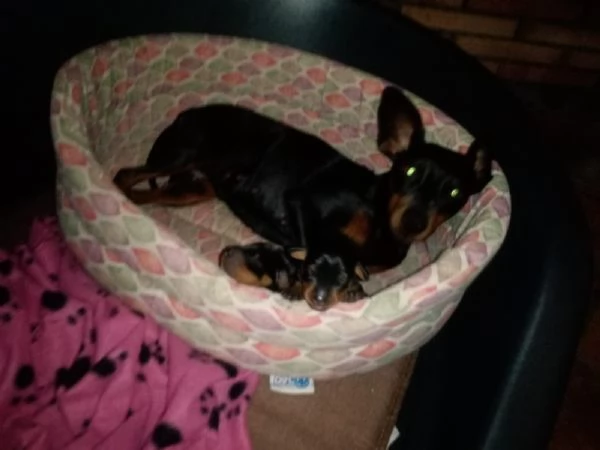 Zwergpinscher femmina nero focato con pedigree  | Foto 5