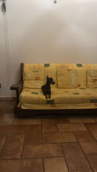 Zwergpinscher femmina nero focato con pedigree  | Foto 4