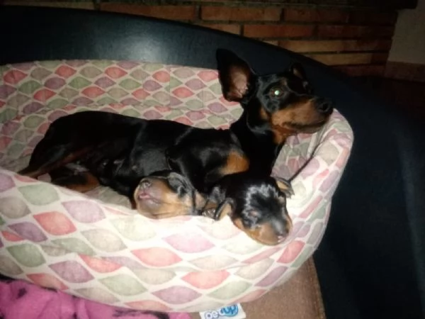 Zwergpinscher femmina nero focato con pedigree  | Foto 2