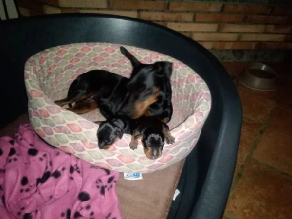 Zwergpinscher femmina nero focato con pedigree  | Foto 1