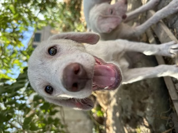 Regalo cuccioli di cane 