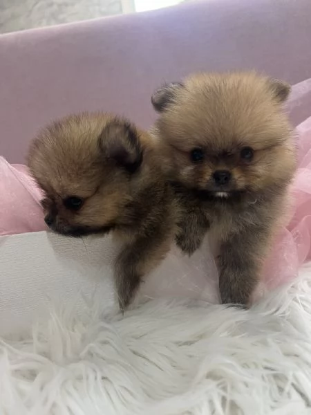 Cuccioli di Pomerania BOO | Foto 3