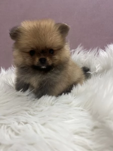 Cuccioli di Pomerania BOO