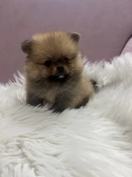 Cuccioli di Pomerania BOO | Foto 1