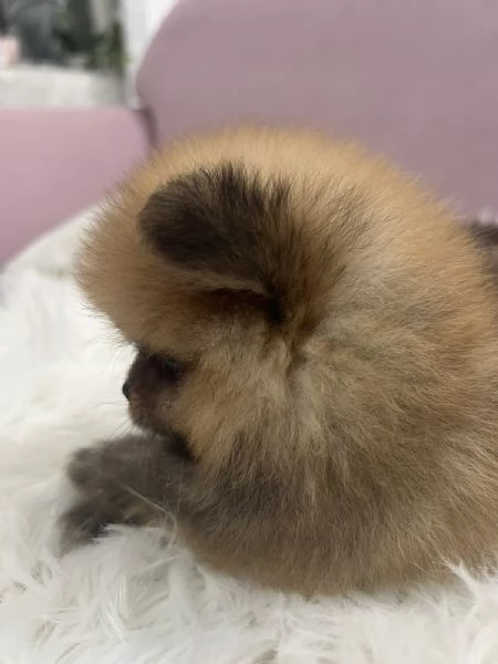 Cuccioli di Pomerania BOO | Foto 0