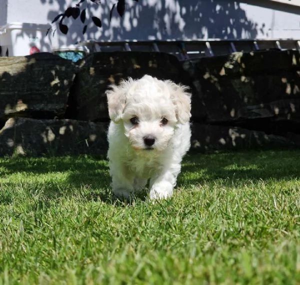 Vendesi tenerissimi cuccioli | Foto 0