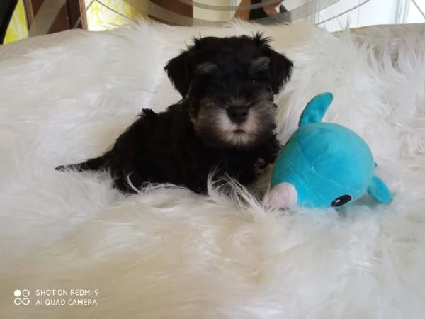 Cuccioli di schnauzer nano nero argento 