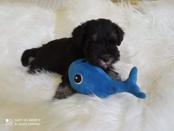 Cuccioli di schnauzer nano nero argento  | Foto 3