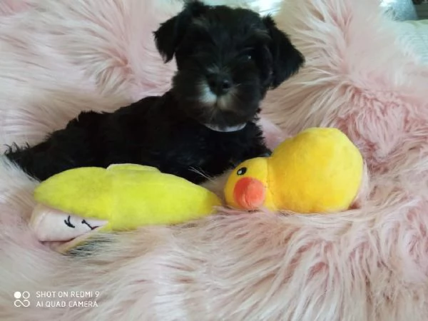 Cuccioli di schnauzer nano nero argento  | Foto 2