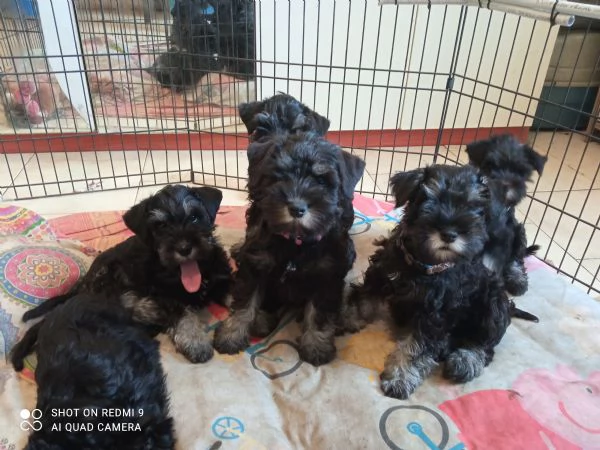 Cuccioli di Schnauzer nano nero argento 