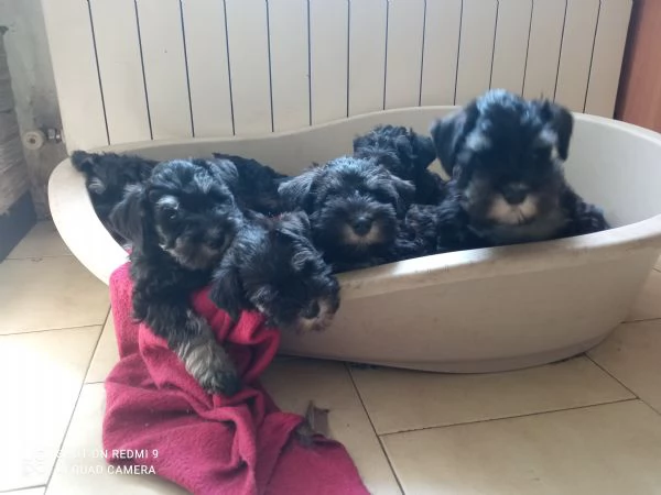 Cuccioli di Schnauzer nano nero argento  | Foto 5