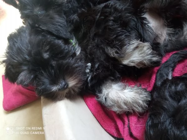 Cuccioli di Schnauzer nano nero argento  | Foto 2