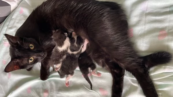 Regalo gattini bianco e neri