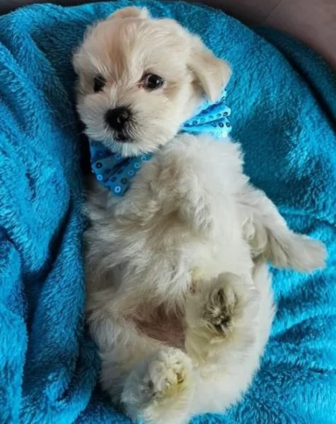 Cuccioli di Maltese