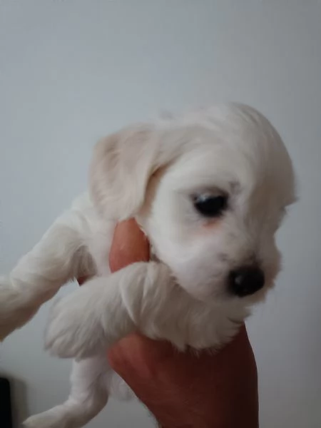 Cuccioli di Maltese | Foto 2