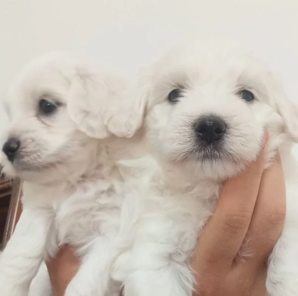 Cuccioli di Maltese | Foto 0