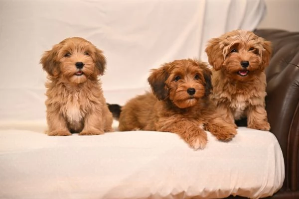 Cuccioli di Havanese Bichon | Foto 3