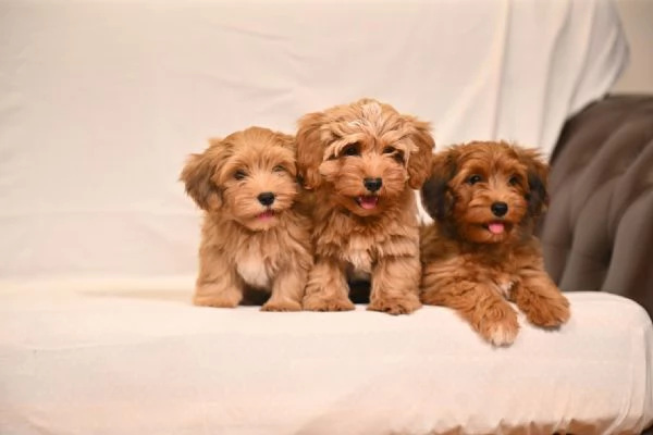 Cuccioli di Havanese Bichon | Foto 1