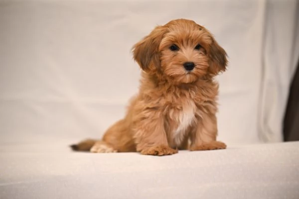 Cuccioli di Havanese Bichon | Foto 0