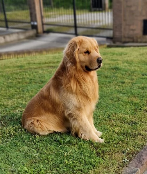 Cuccioli golden retriever 100 americano | Foto 5