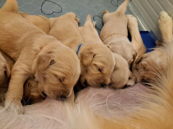 Cuccioli golden retriever 100 americano