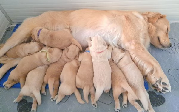 Cuccioli golden retriever 100 americano | Foto 4