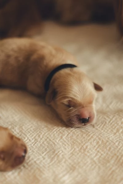 Cuccioli golden retriever 100 americano | Foto 3