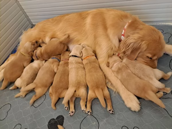 Cuccioli golden retriever 100 americano | Foto 1