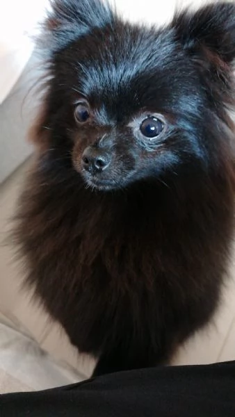 Cucciola Spitz di Pomerania 