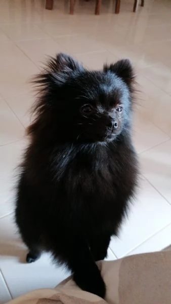 Cucciola Spitz di Pomerania  | Foto 3