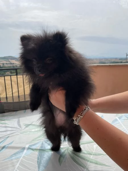 Vendita Cuccioli Spitz di Pomerania 