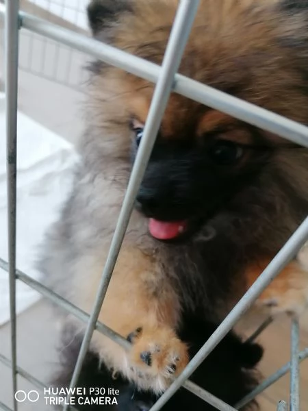 Vendita Cuccioli Spitz di Pomerania  | Foto 6