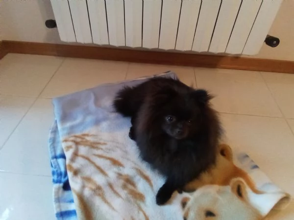 Cucciola Spitz di Pomerania  | Foto 2