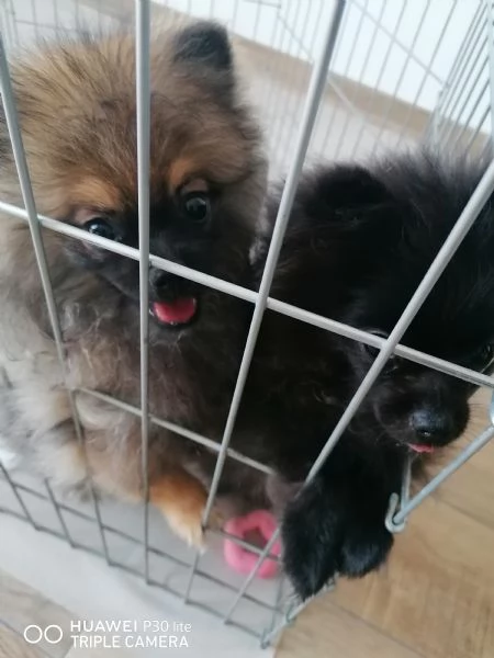 Vendita Cuccioli Spitz di Pomerania  | Foto 5