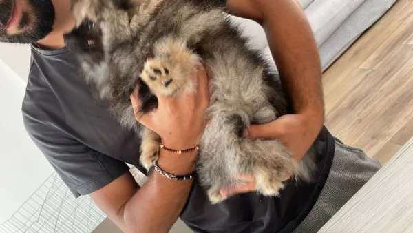 Vendita Cuccioli Spitz di Pomerania  | Foto 4