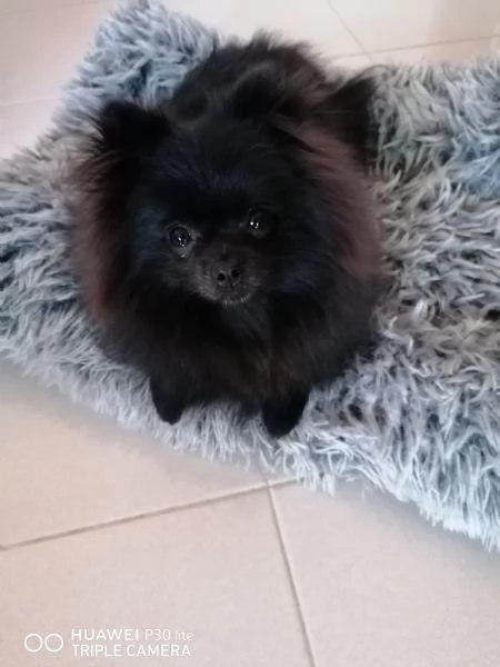 Cucciola Spitz di Pomerania  | Foto 1