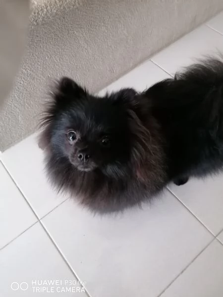 Cucciola Spitz di Pomerania  | Foto 0