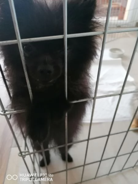 Vendita Cuccioli Spitz di Pomerania  | Foto 3