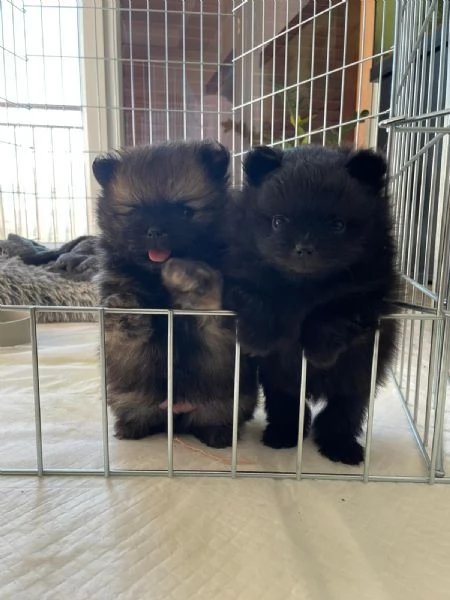 Vendita Cuccioli Spitz di Pomerania  | Foto 2