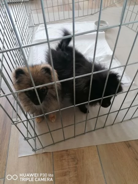 Vendita Cuccioli Spitz di Pomerania  | Foto 1