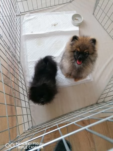 Vendita Cuccioli Spitz di Pomerania  | Foto 0