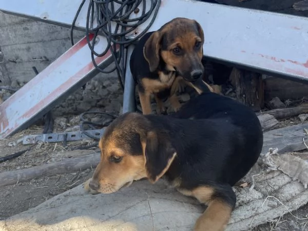 Cuccioli da adottare | Foto 1