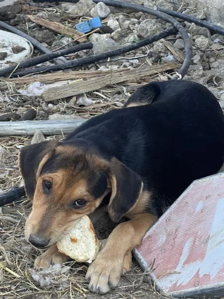 Cuccioli da adottare | Foto 0