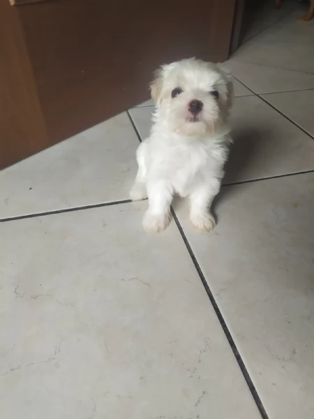 cuccioli di Maltese | Foto 4