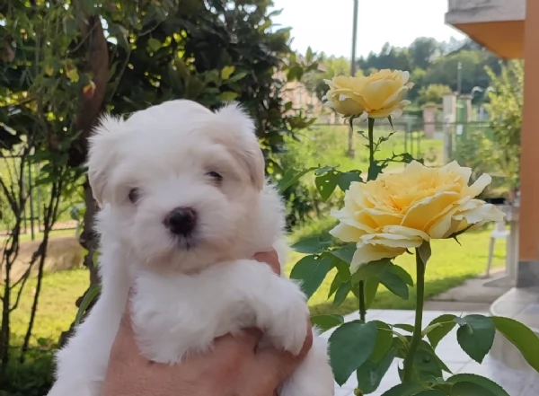 cuccioli di Maltese | Foto 1