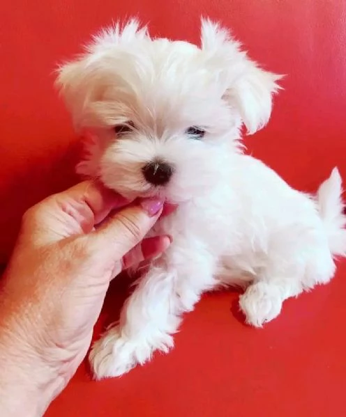 Maltese toy cuccioli