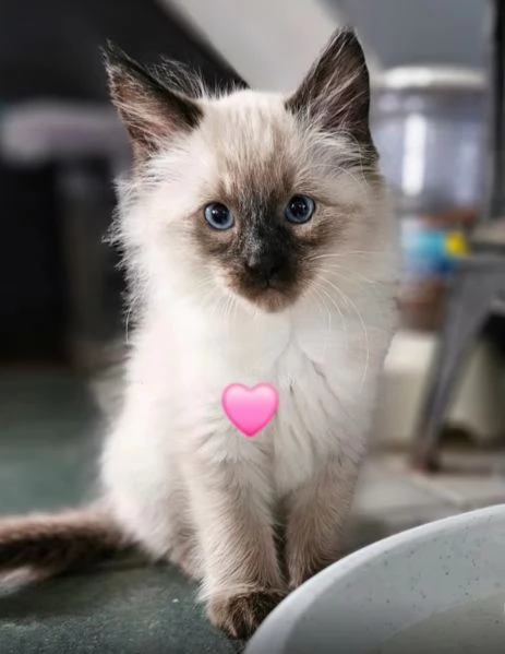 Cuccioli siamese balinese  | Foto 3